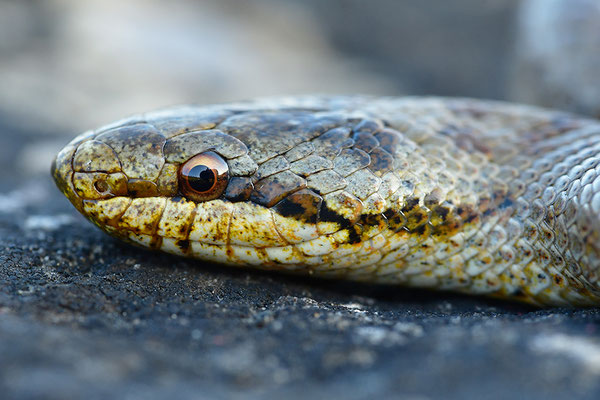Schlingnatter Kopfportrait