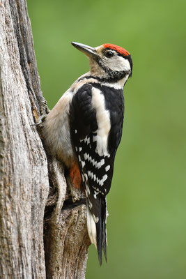 Buntspecht Jungvogel