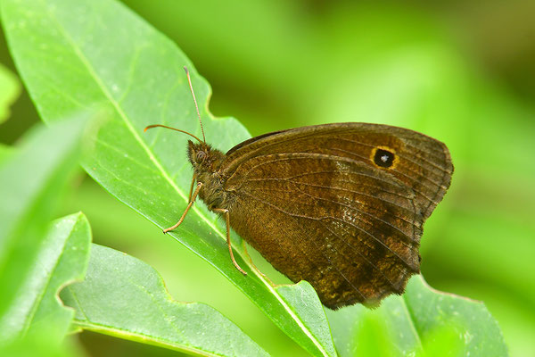 Mohrenfalter