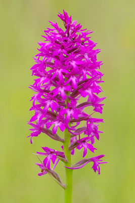 Pyramidenorchis