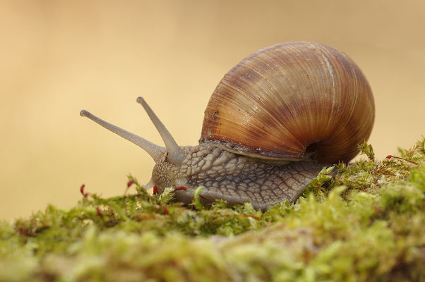 Weinbergschnecke