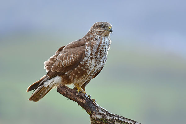 Mäusebussard