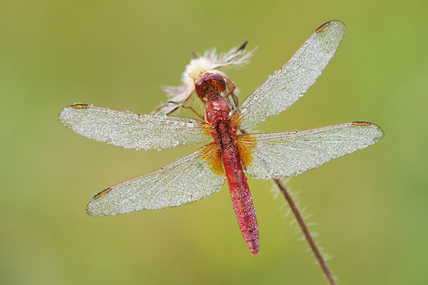Feuerlibelle Männchen