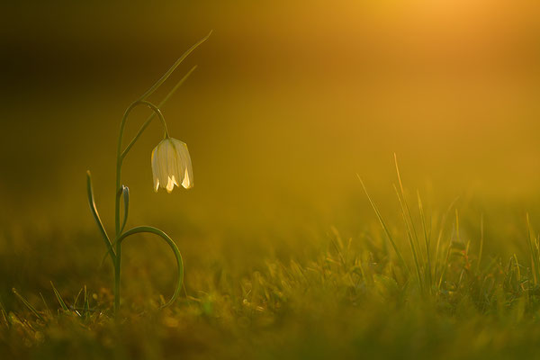 Schachbrettblume im Sonnenuntergang