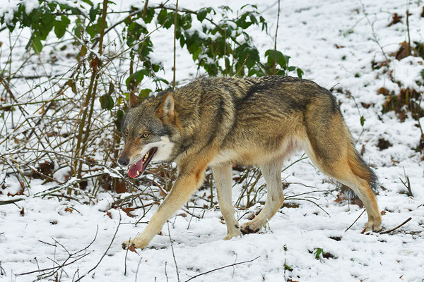 Wolf