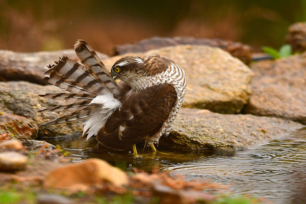 Sperber beim Baden