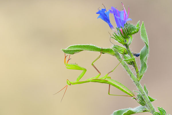 Gottesanbeterin subadult