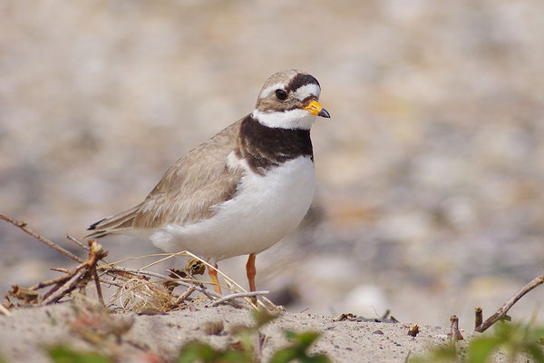 Sandregenpfeifer