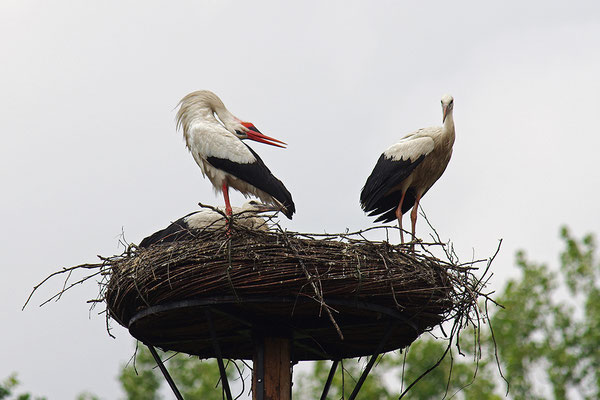 Weißstorch mit Jungvögeln am Nest