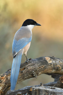 Blauelster