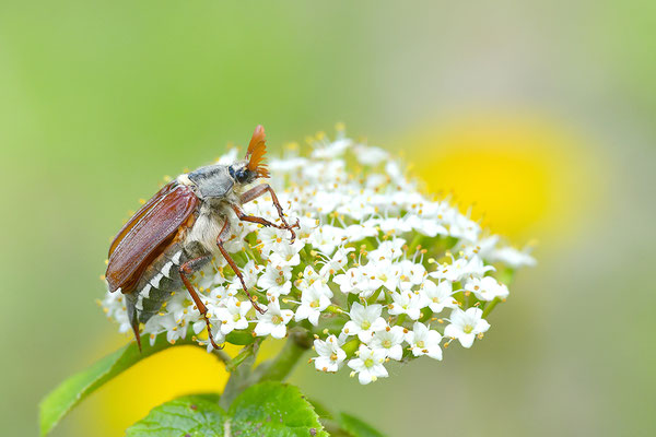 Maikäfer