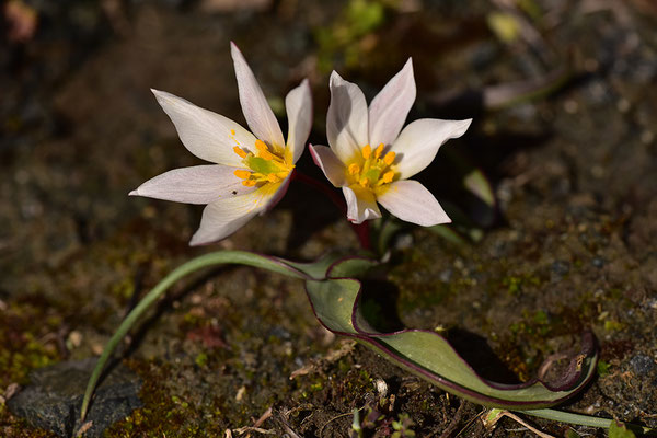 Kretische Tulpe