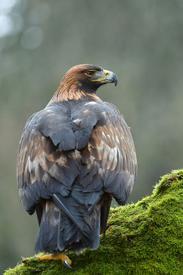 Steinadler