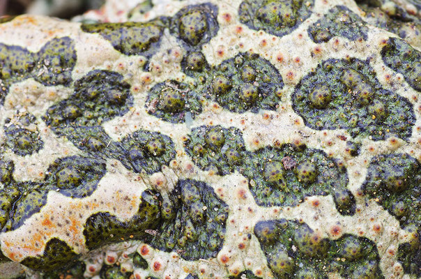 Wechselkröte Detail