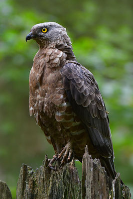 Wespenbussard, Nationalpark Bayrischer Wald Tierfreigelände Neuschönau