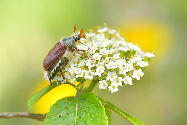 Maikäfer