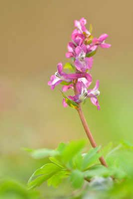 Hohler Lerchensporn
