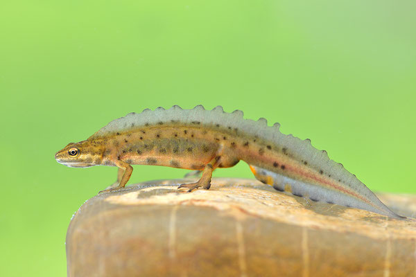 Teichmolch Männchen