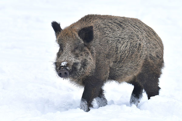 Wildschwein