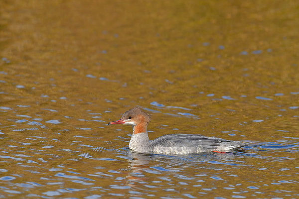 Gänsesäger