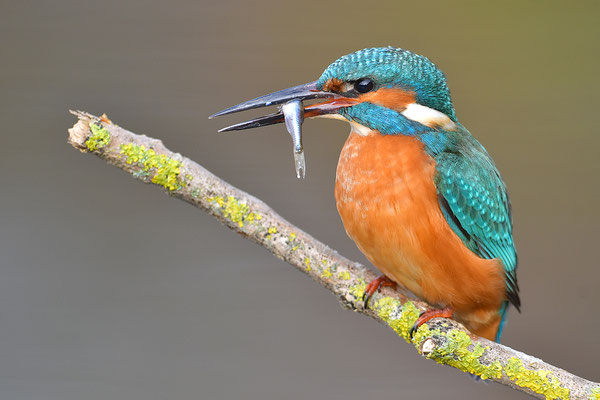 Eisvogel
