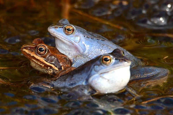 Moorfrosch