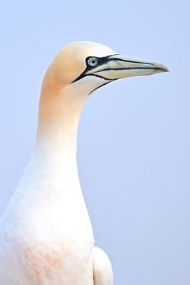 Basstölpel