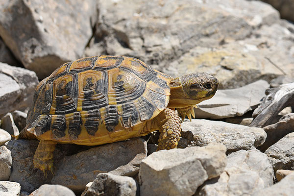 Maurische Landschildkröte