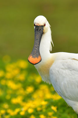 Löffler
