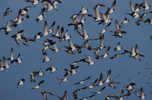 Nonnengänse im Flug