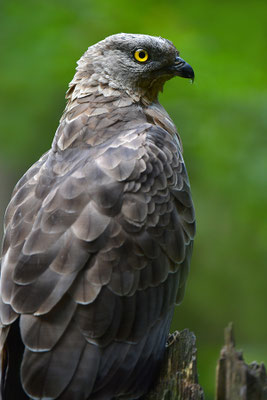 Wespenbussard, Nationalpark Bayrischer Wald Tierfreigelände Neuschönau