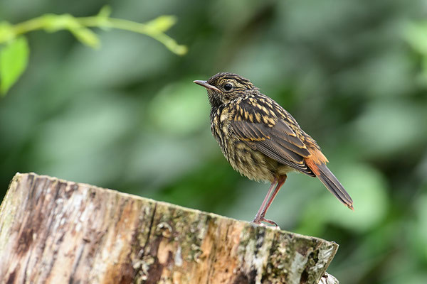 Blaukehlchen Jungvogel