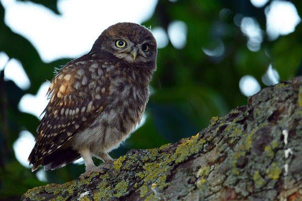 Steinkauz Jungvogel