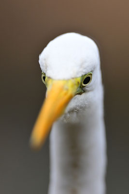 Silberreiher