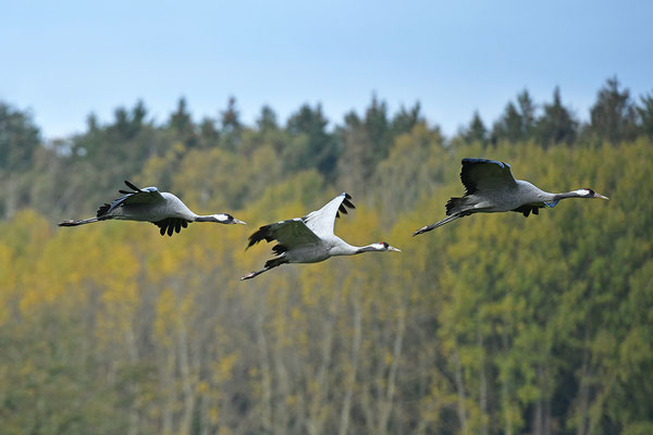 Kraniche im Flug