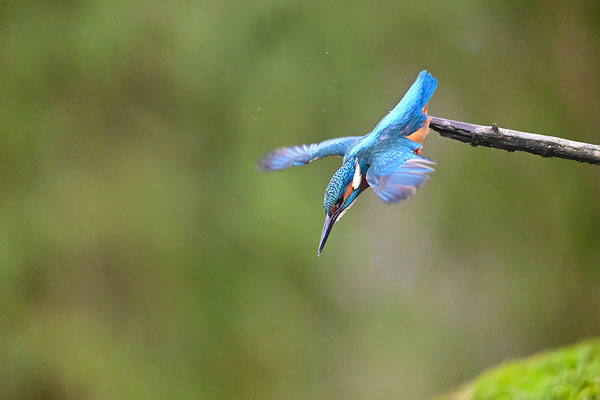 Eisvogel Männchen