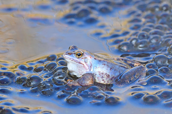 Moorfrosch