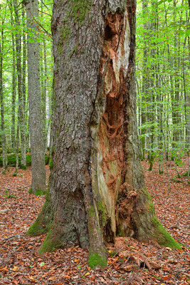 Urwald Bayrischer Wald