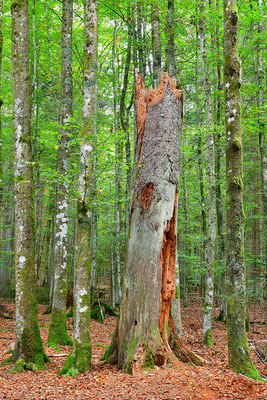 Urwald Bayrischer Wald