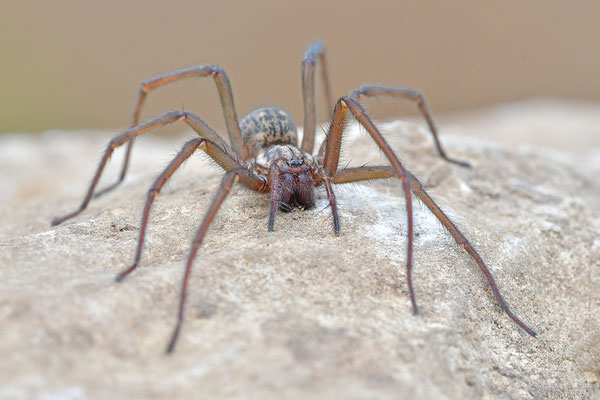 Große Winkelspinne, Hauswinkelspinne