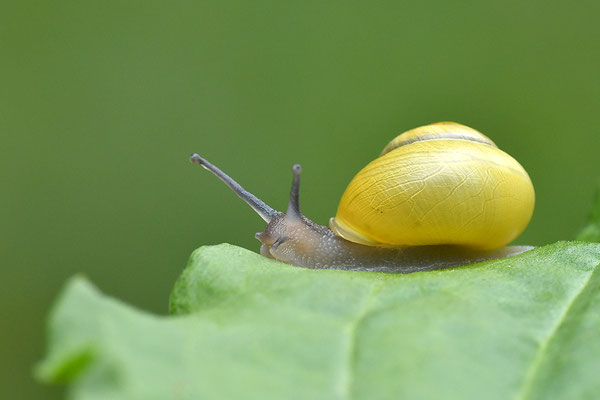 Garten-Bänderschnecke