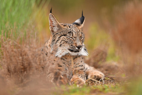 Pardelluchs