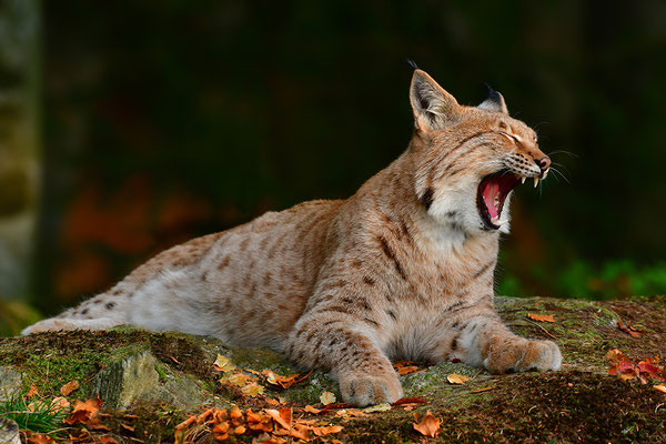 Luchs Nationalpark Bayrischer Wald Tierfreigelände Neuschönau