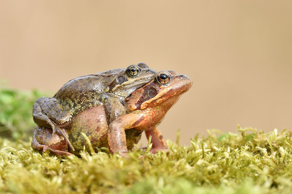 Grasfrosch Paar