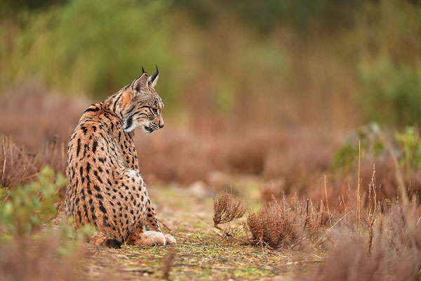 Pardelluchs