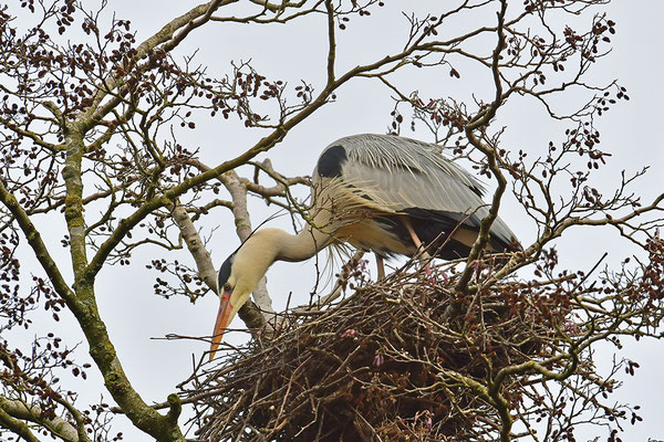 Graureiher am Nest