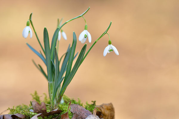 Schneeglöckchen
