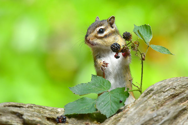Sibirisches Streifenhörnchen