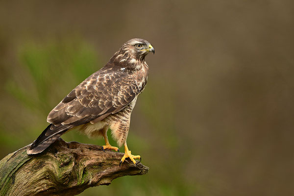 Mäusebussard