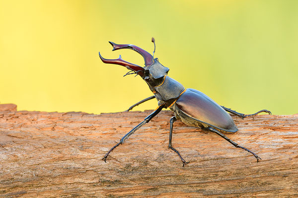 Hirschkäfer Männchen